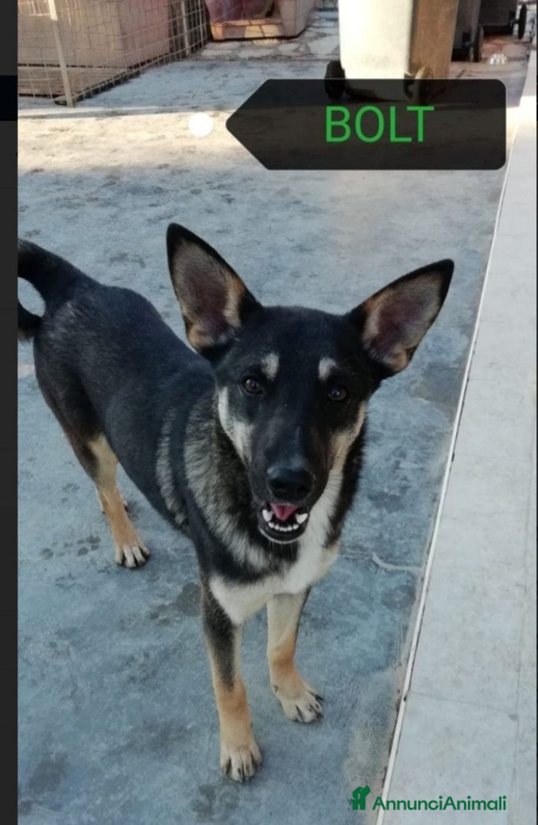 Meticcio cani in regalo: Pastorino adulto magnifico salvato al sud MILANO a Città metropolitana di Milano - Annuncio 5