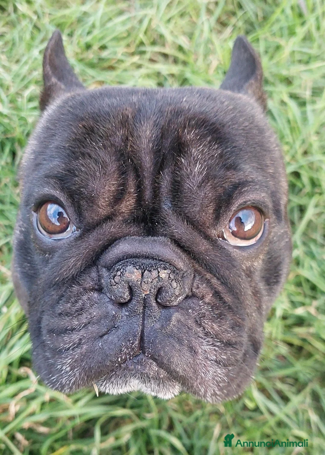 Bulldog Francese cani per accoppiamento: Otto bullo - Annuncio 7