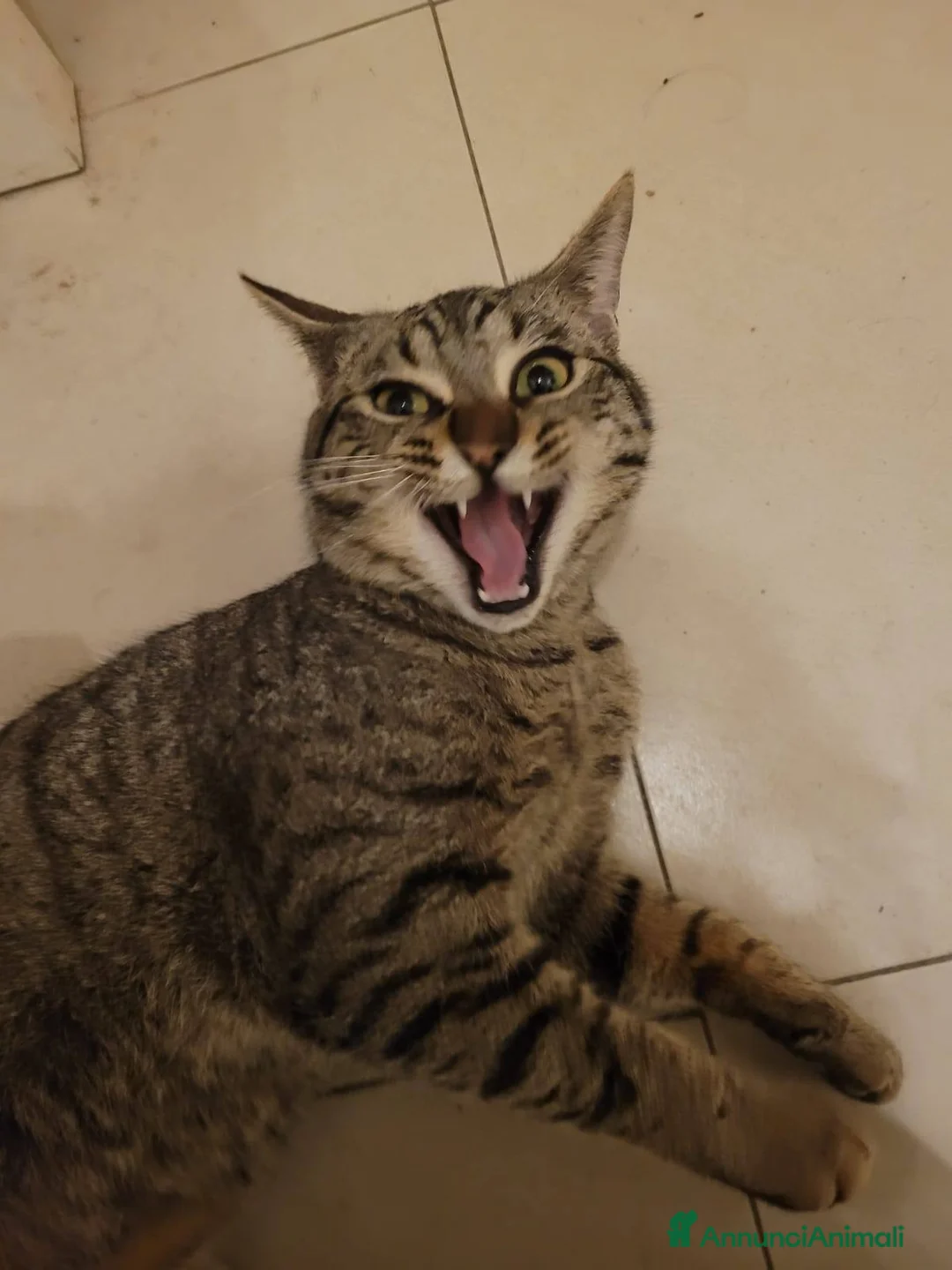 Meticcio gatti in regalo: Saisey micio coccolone - Annuncio 8