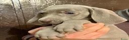 Weimaraner cani in vendita: Cuccioli weimaraner  - Annuncio 4
