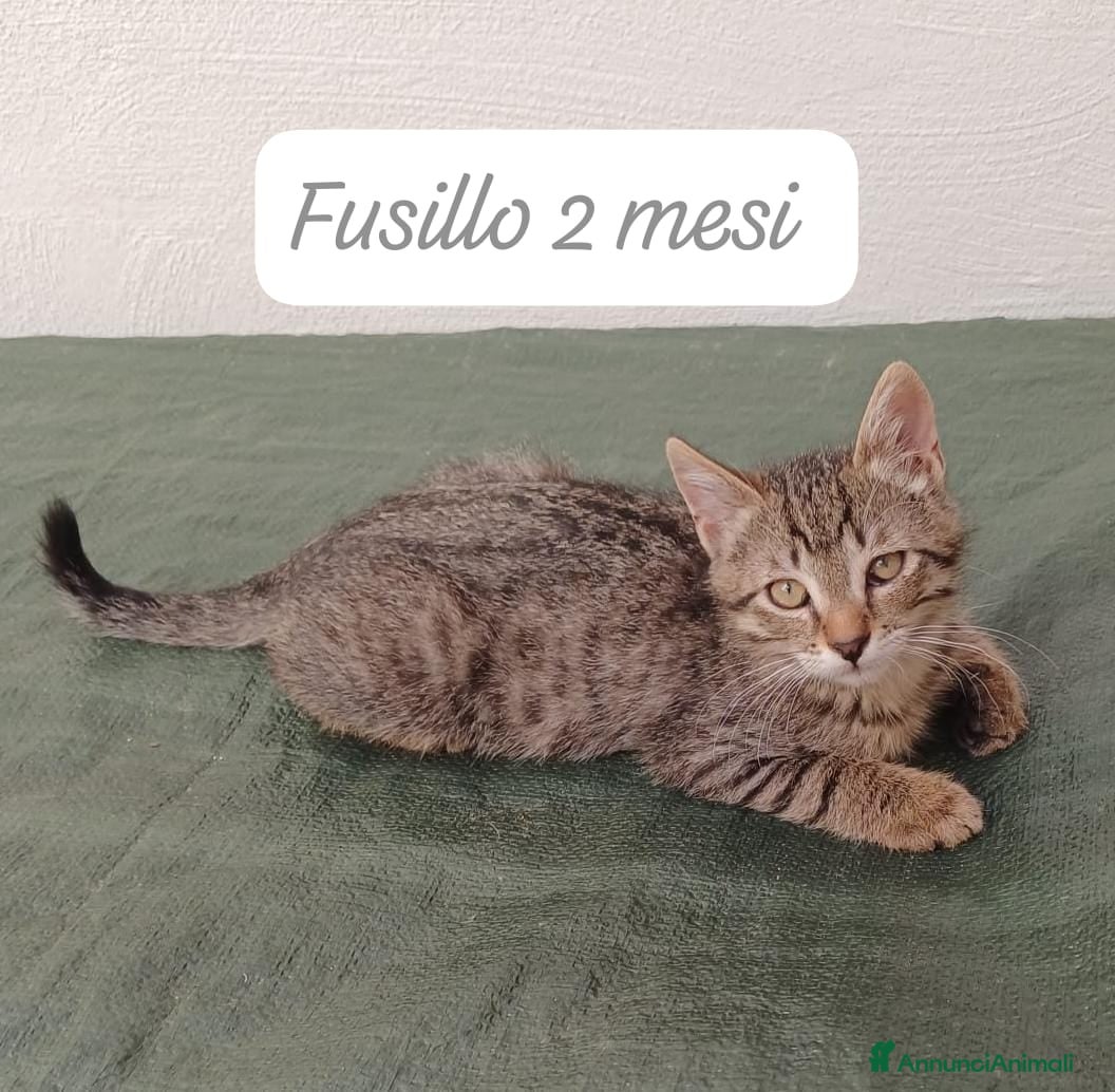 Altre razze gatti in regalo: S.o.S. gattini da salvare  a Città Metropolitana di Bologna - Annuncio 10