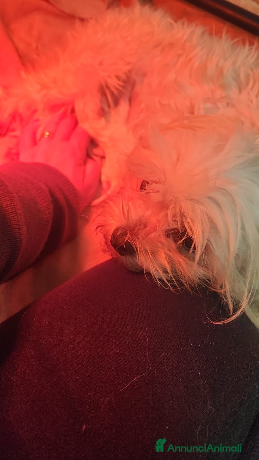 Maltese cani Maltese toy - Annuncio 34