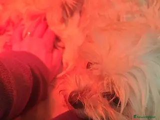 Maltese cani Maltese toy - Annuncio 34