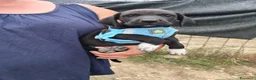 Meticcio cani in regalo: CUCCIOLI 2 mesi taglia media - Annuncio 28
