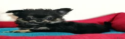 Chihuahua cani in vendita: cuccioli di chihuahua a pelo lungo - Annuncio 18