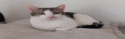 Europeo gatti in regalo: Adorabile gatto in adozione, MIELE! - Annuncio 3