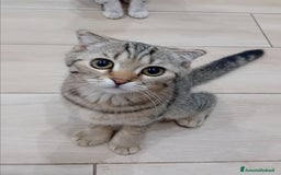 Scottish gatti in vendita: Scottish Straight e fold a Provincia di Piacenza - Immagine 6