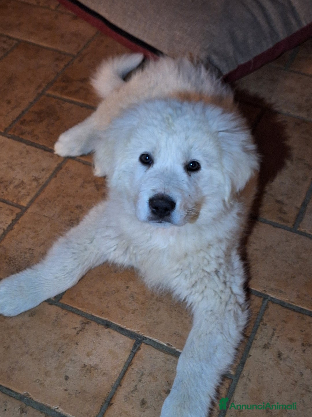 Pastore Maremmano cani in vendita: Cuccioli di pastore maremmano, 3 maschi, 1 femmina - Annuncio 15