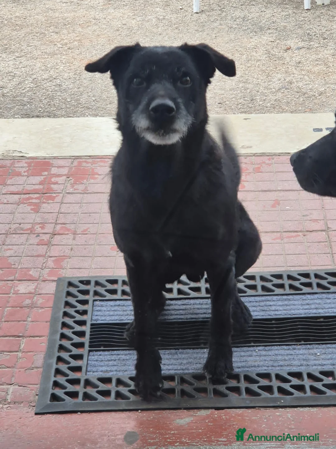 Meticcio cani in regalo: pino  - Annuncio 1