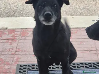 Meticcio cani pino - Annuncio 36