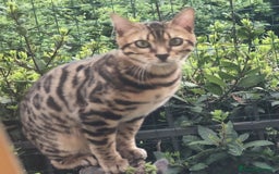 Bengala gatti in vendita: Gatto del Bengala età 1 anno  - Immagine 2