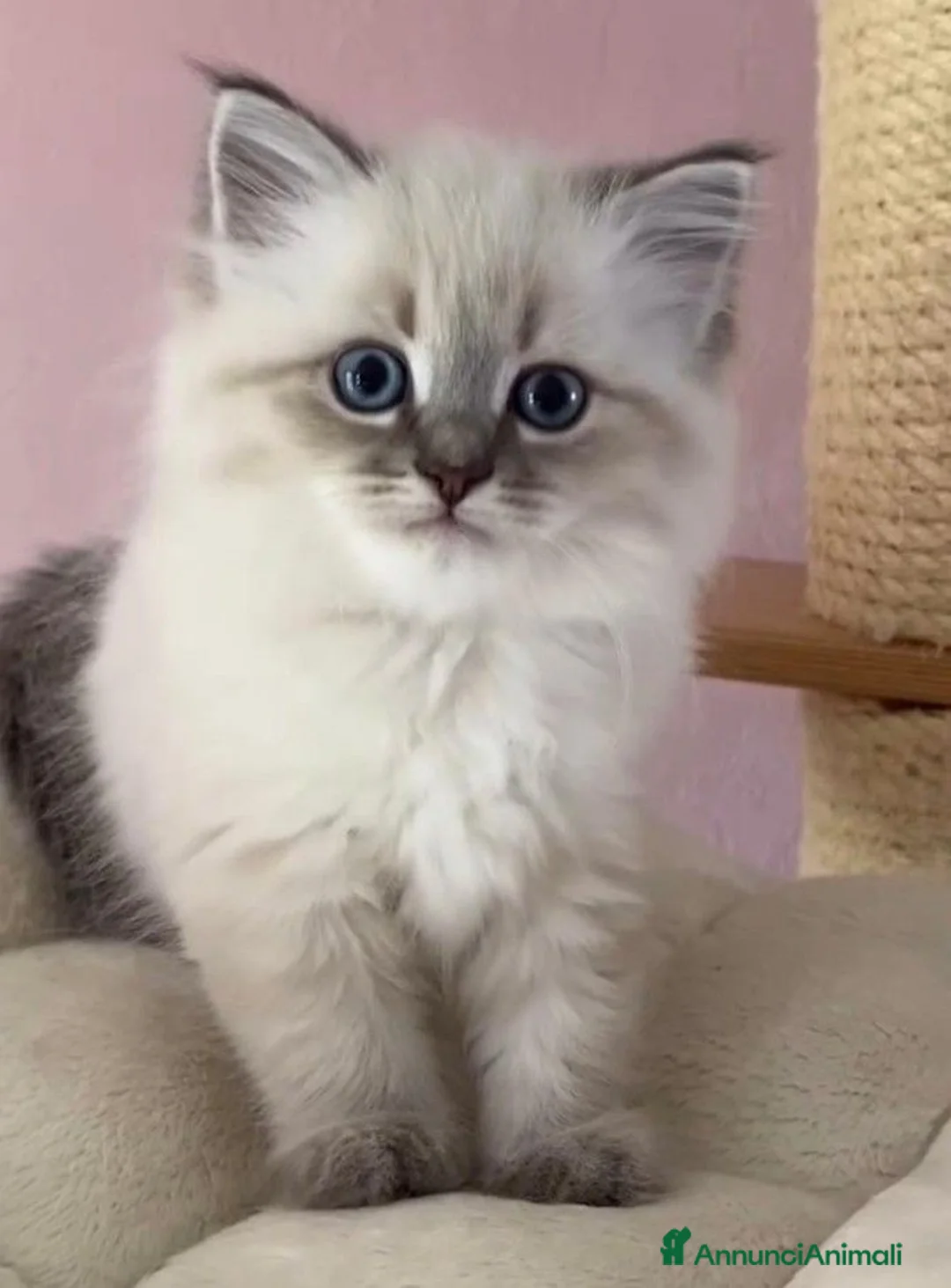 Ragdoll gatti in vendita: Splendidi cuccioli di ragdoll - Annuncio 2