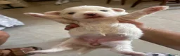 Maltese cani in vendita: Vendo maltesi - Annuncio 5