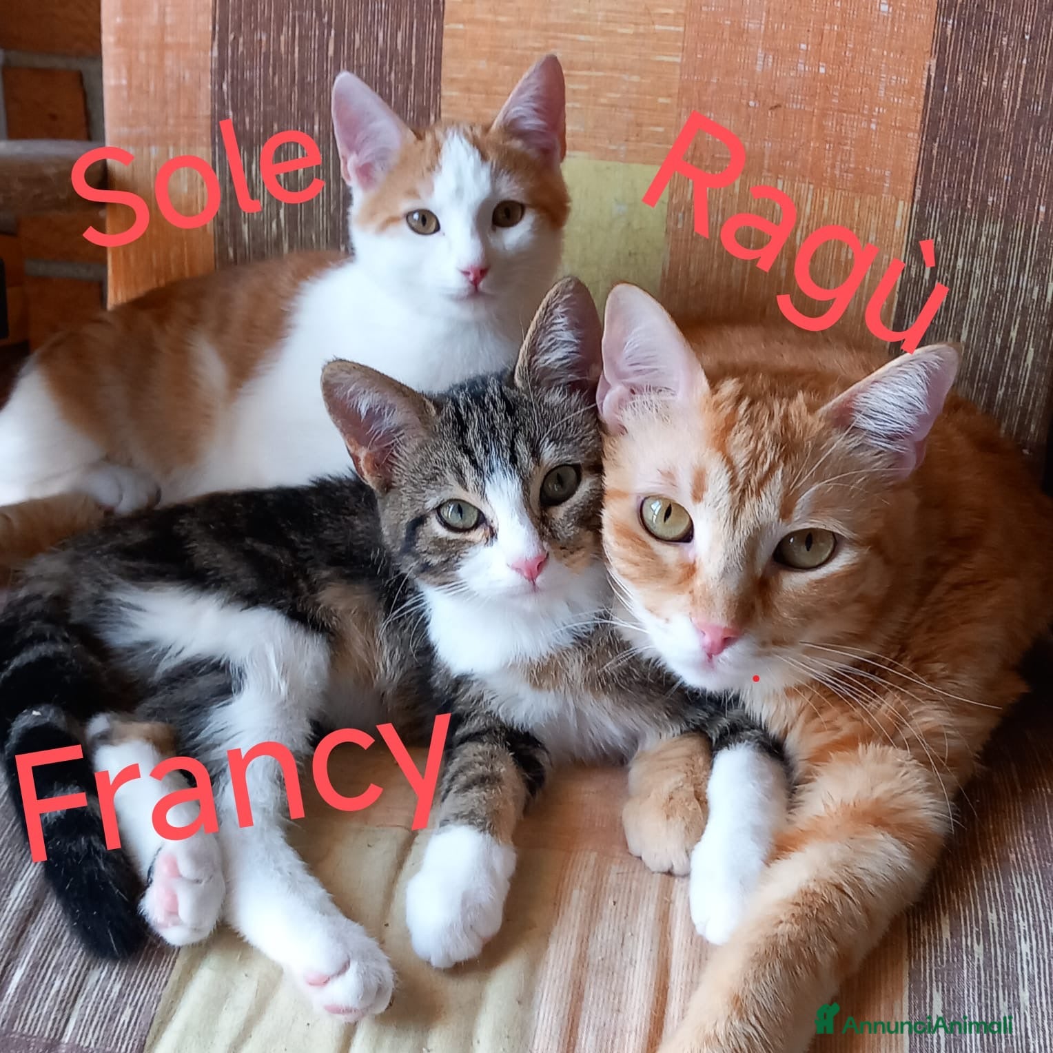 Europeo gatti 3 gatti di 2 anni sorelle e fratello dolce, affetu - Annuncio 1