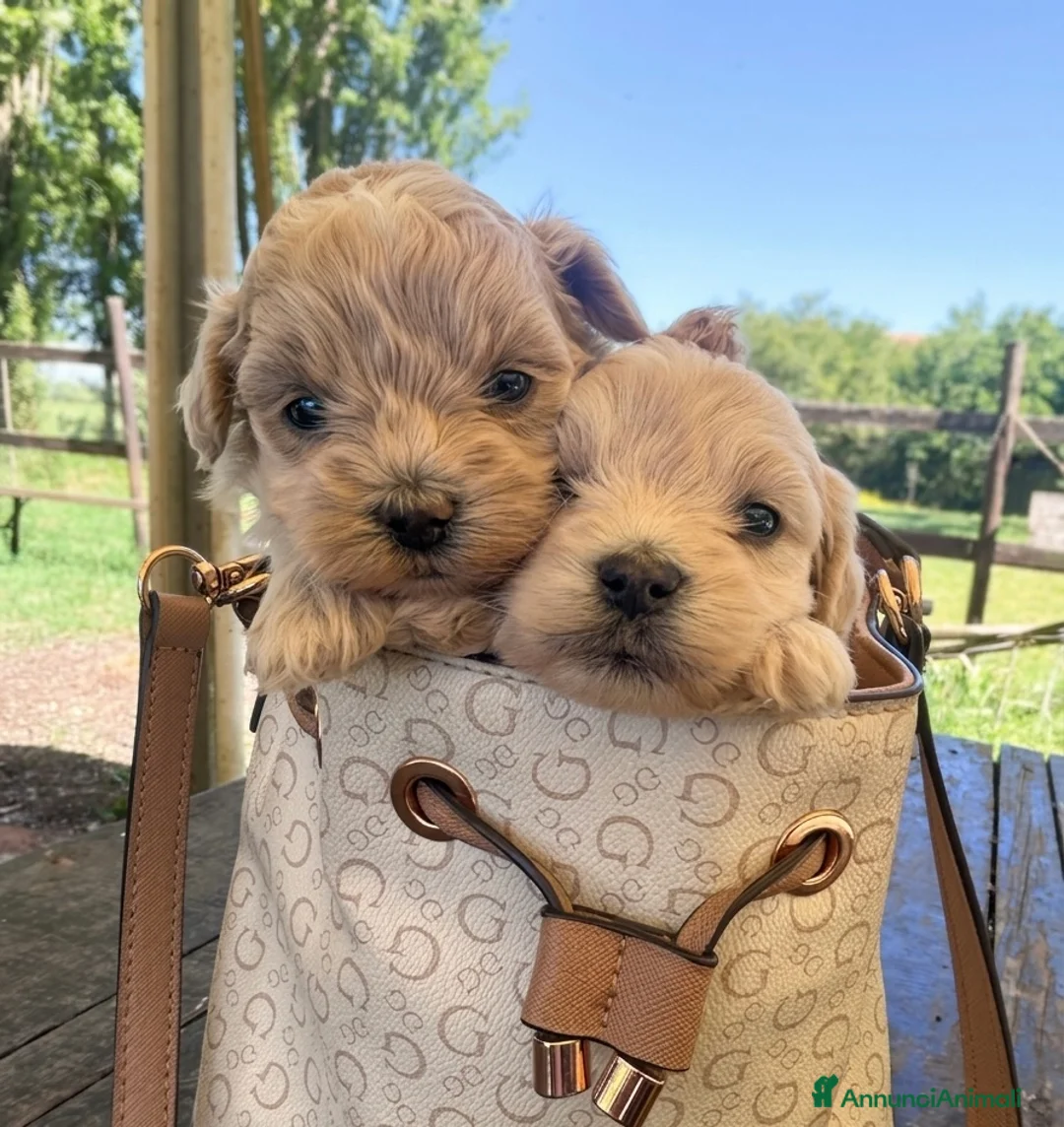 Maltipoo cani in vendita: Maltipoo a Città Metropolitana di Bologna - Annuncio 2