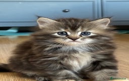 Siberiano gatti in vendita: SIBERIANI GATTINI IPOALLERGENICI  a Provincia di Brescia - Immagine 11