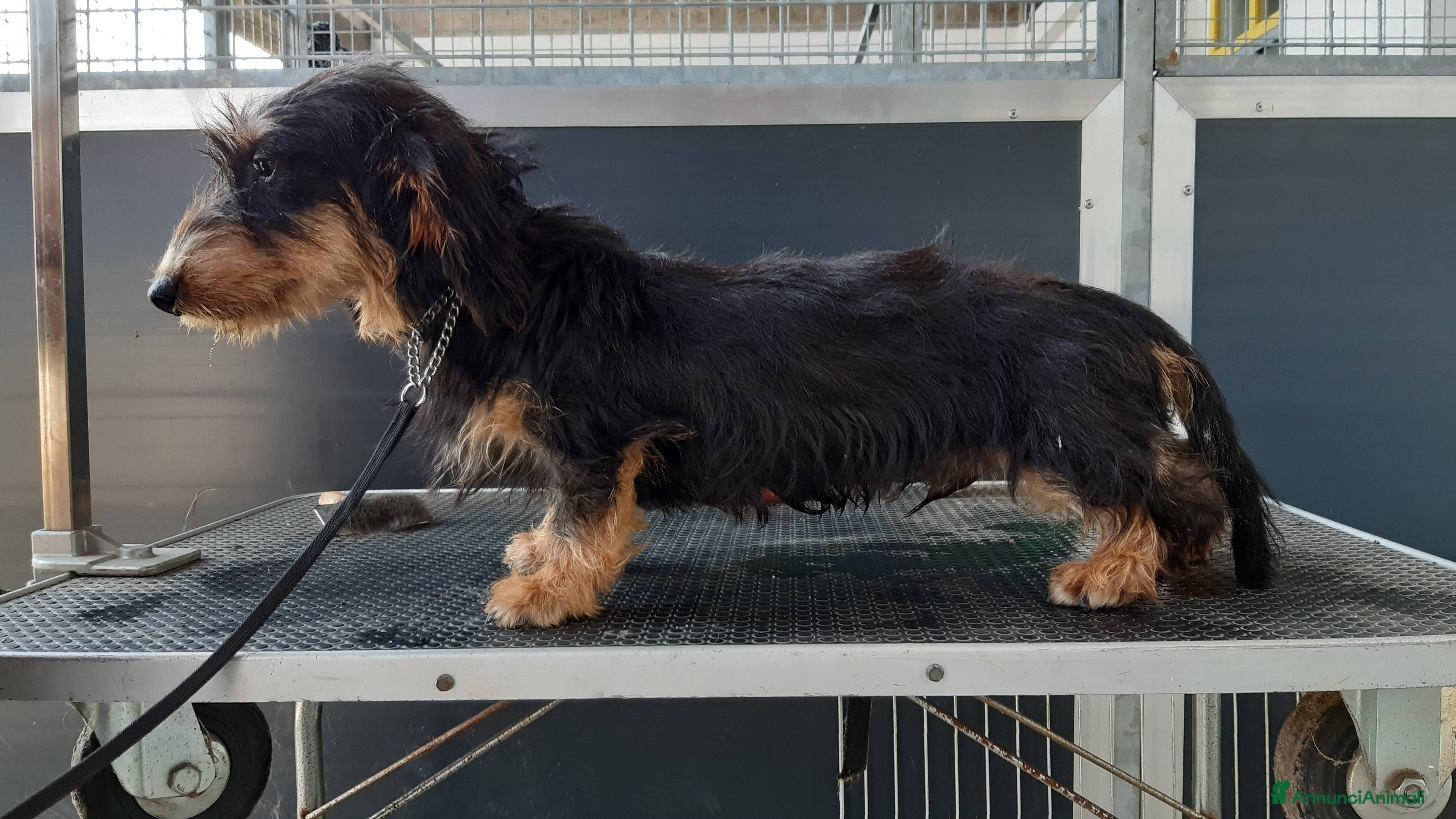 Bassotto cani Bassotti pelo duro a Provincia di Bergamo - Annuncio 7