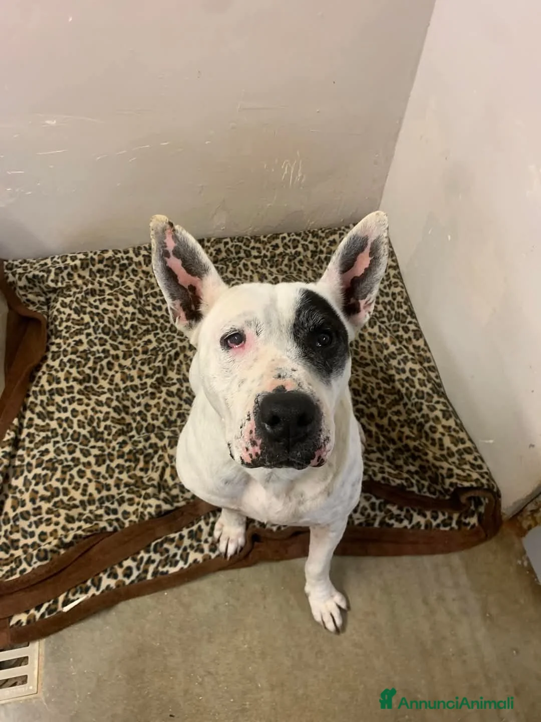 Meticcio cani in regalo: MAGDA, MIX DOGO,45 KG a Città Metropolitana di Bologna - Annuncio 2