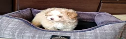 Meticcio cani in vendita: Maltipoo maschio  - Annuncio 7