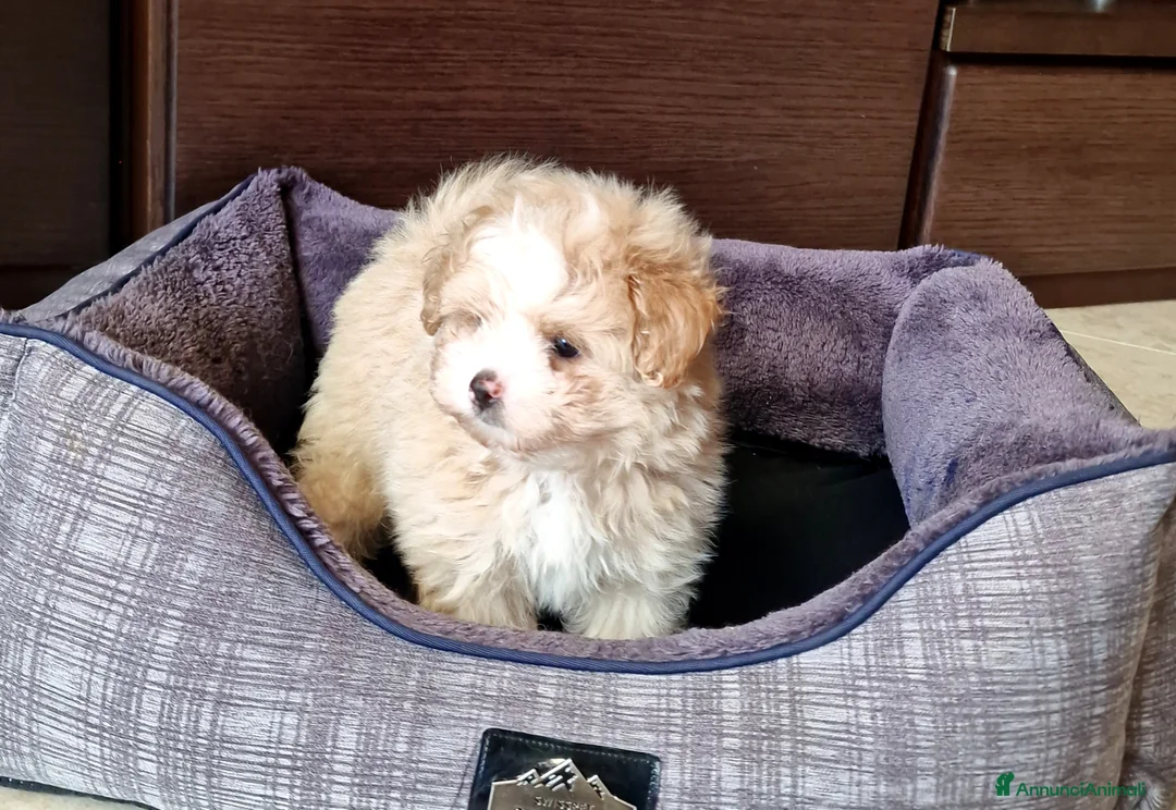 Meticcio cani in vendita: Maltipoo maschio  - Annuncio 7