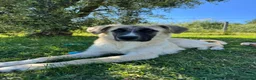 Meticcio cani in regalo: Albicocca: 7 mesi adozione del cuore  - Annuncio 8