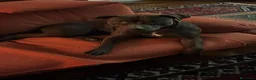 Pitbull cani in regalo: Splendida cagnolina di 2 anni cerca casa - Annuncio 5