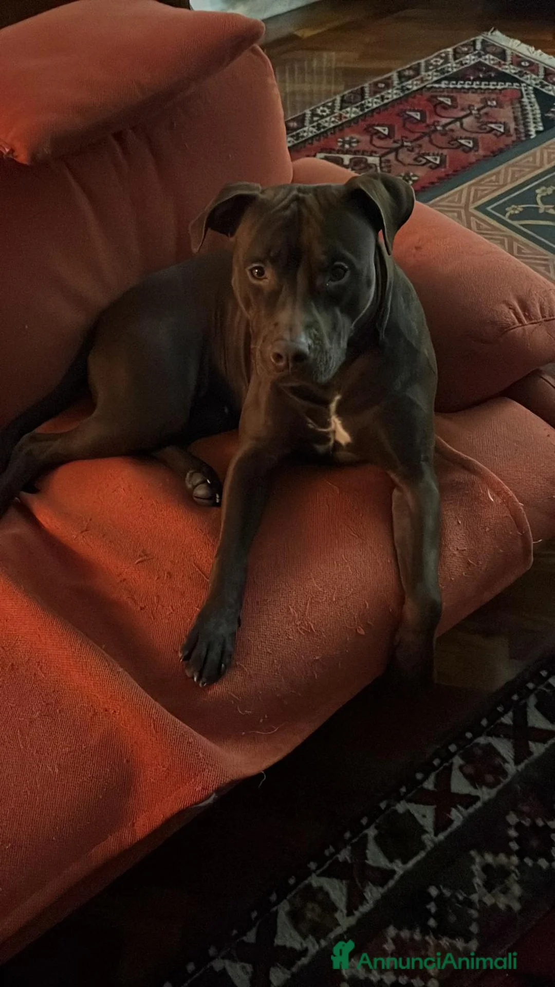 Pitbull cani in regalo: Splendida cagnolina di 2 anni cerca casa - Annuncio 5