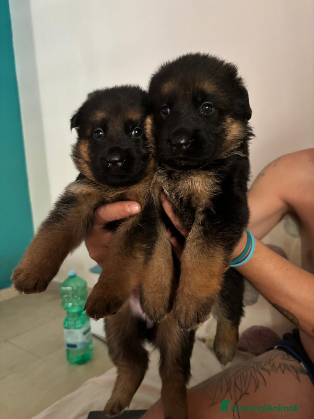 Pastore Tedesco cani in vendita: Cuccioli Pastore Tedesco  a Provincia di Caserta - Immagine 2