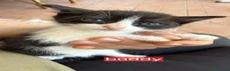 Meticcio gatti in regalo: Gattini - Annuncio 6