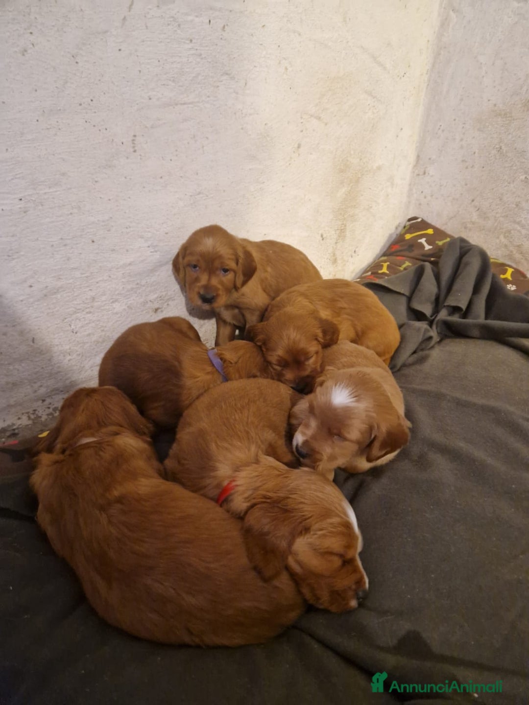 Setter Irlandese cani in vendita: Cuccioli di Setter Irlandese - Annuncio 3