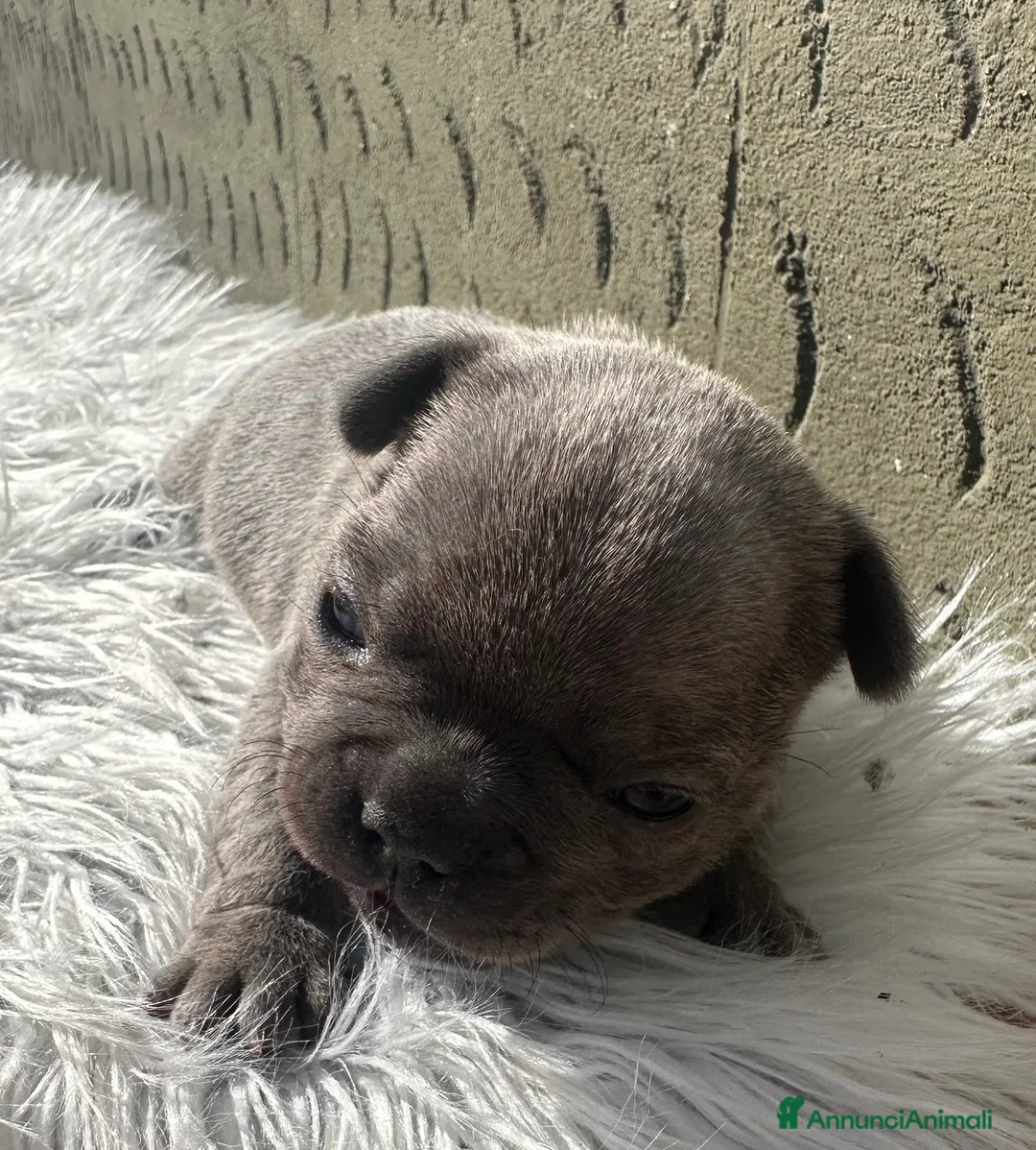 Bulldog Francese cani in vendita: Bulldog francese cuccioli blu - Annuncio 2