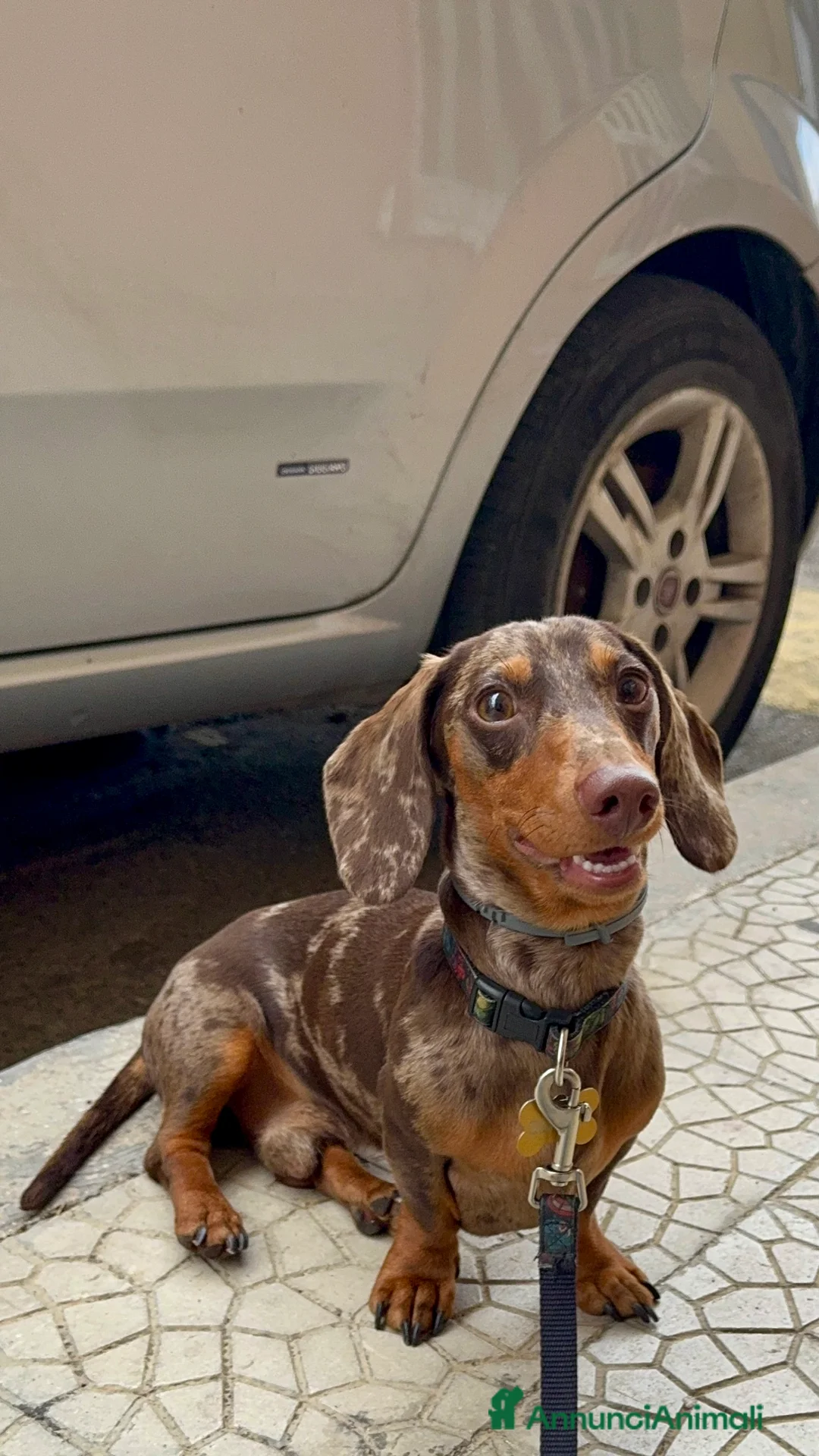 Bassotto cani per accoppiamento: Disponibile bassotto Arlecchino per monta - Annuncio 2