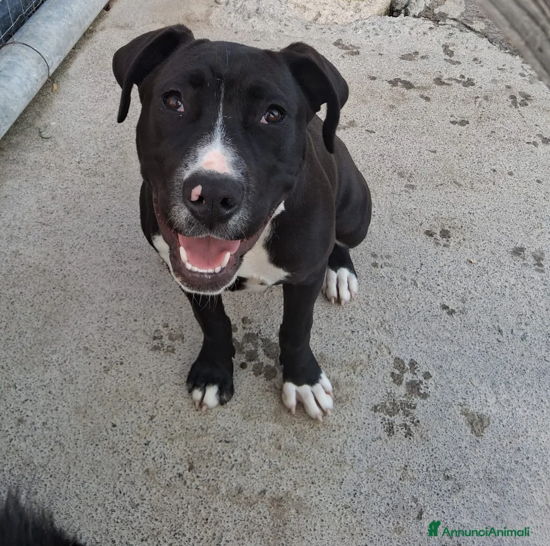 Meticcio cani in regalo: Mirta quasi 6mesi mix molossina fantastica!SICILIA - Annuncio 5