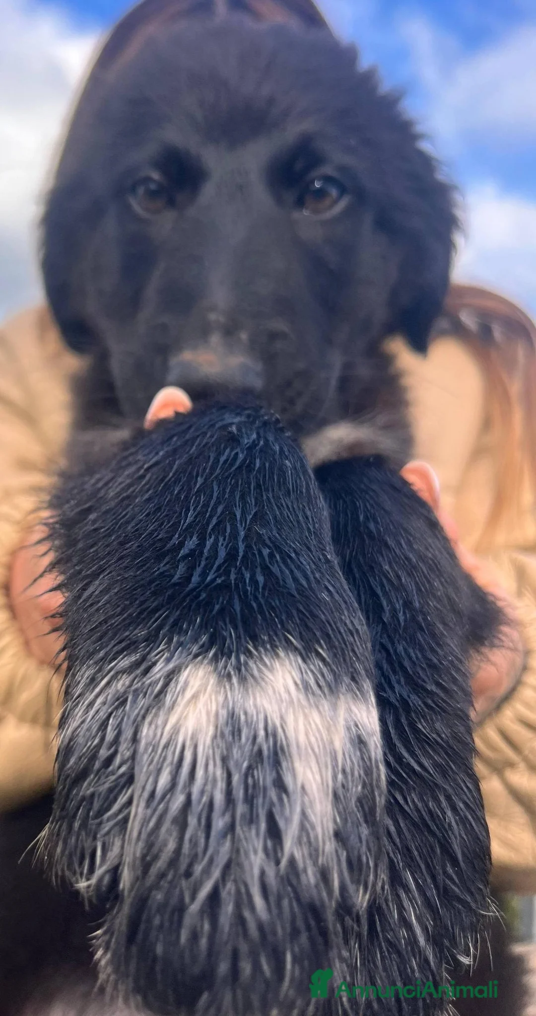 Meticcio gatti in regalo: Cuccioli belli teneri e giocherelloni - Annuncio 7