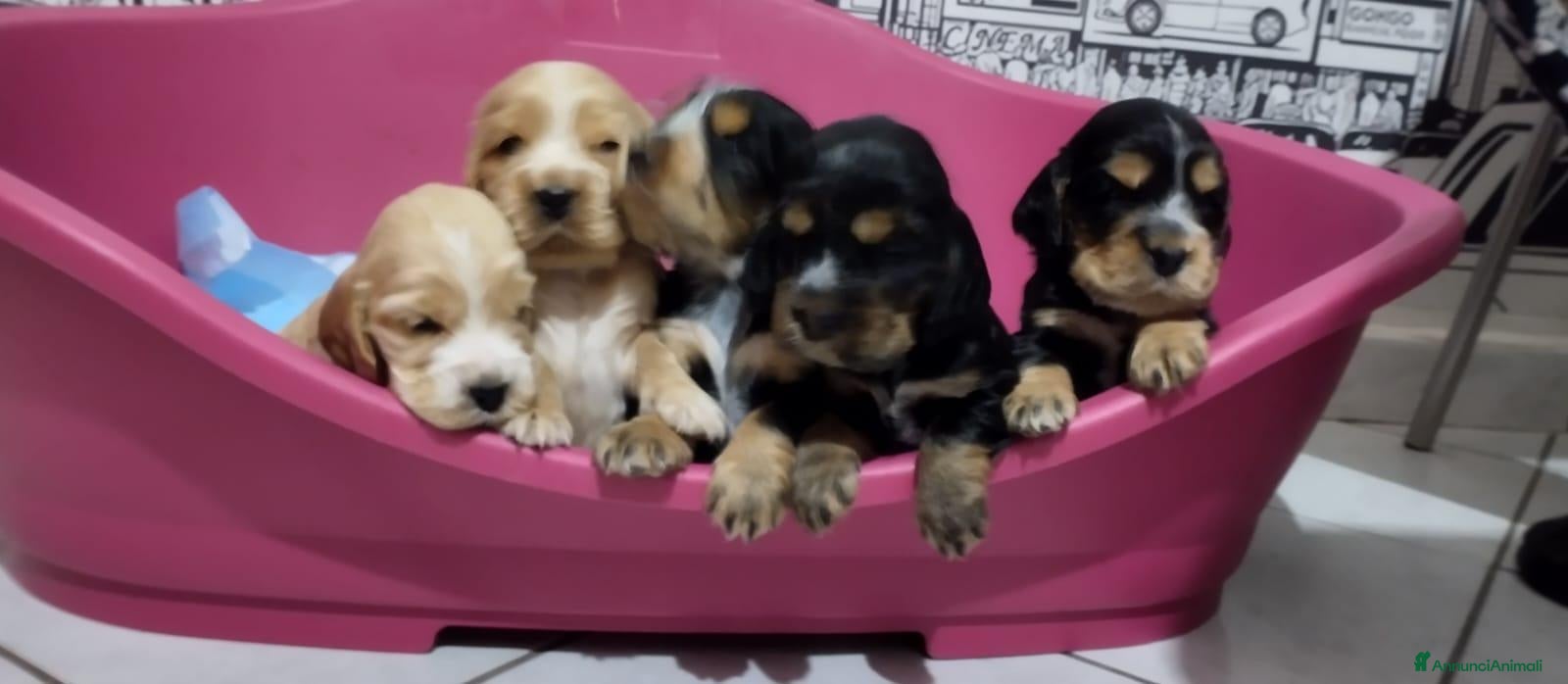 Cocker cani in vendita: Cocker spaniel - Annuncio 2