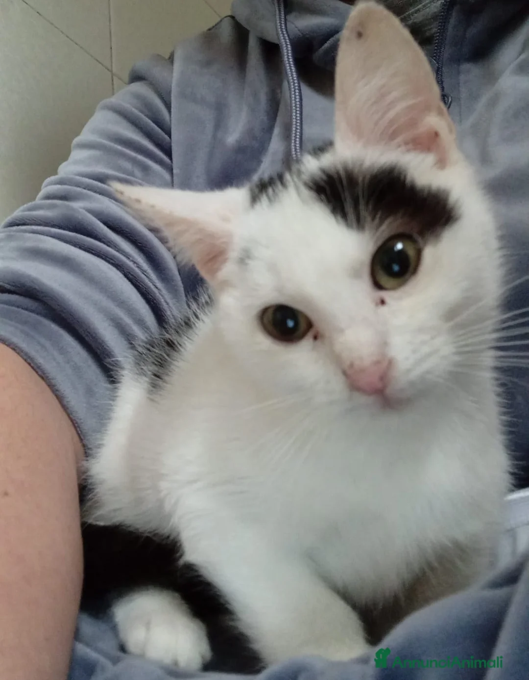 Meticcio gatti in regalo: DOLCISSIMO GATTINO - Annuncio 2