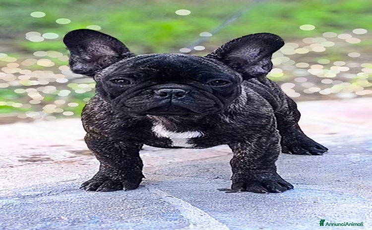 Bulldog Francese cani - Annuncio 3