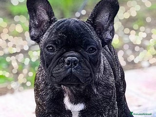 Bulldog Francese cani - Annuncio 8