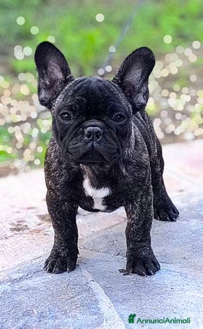 Bulldog Francese cani - Annuncio 2