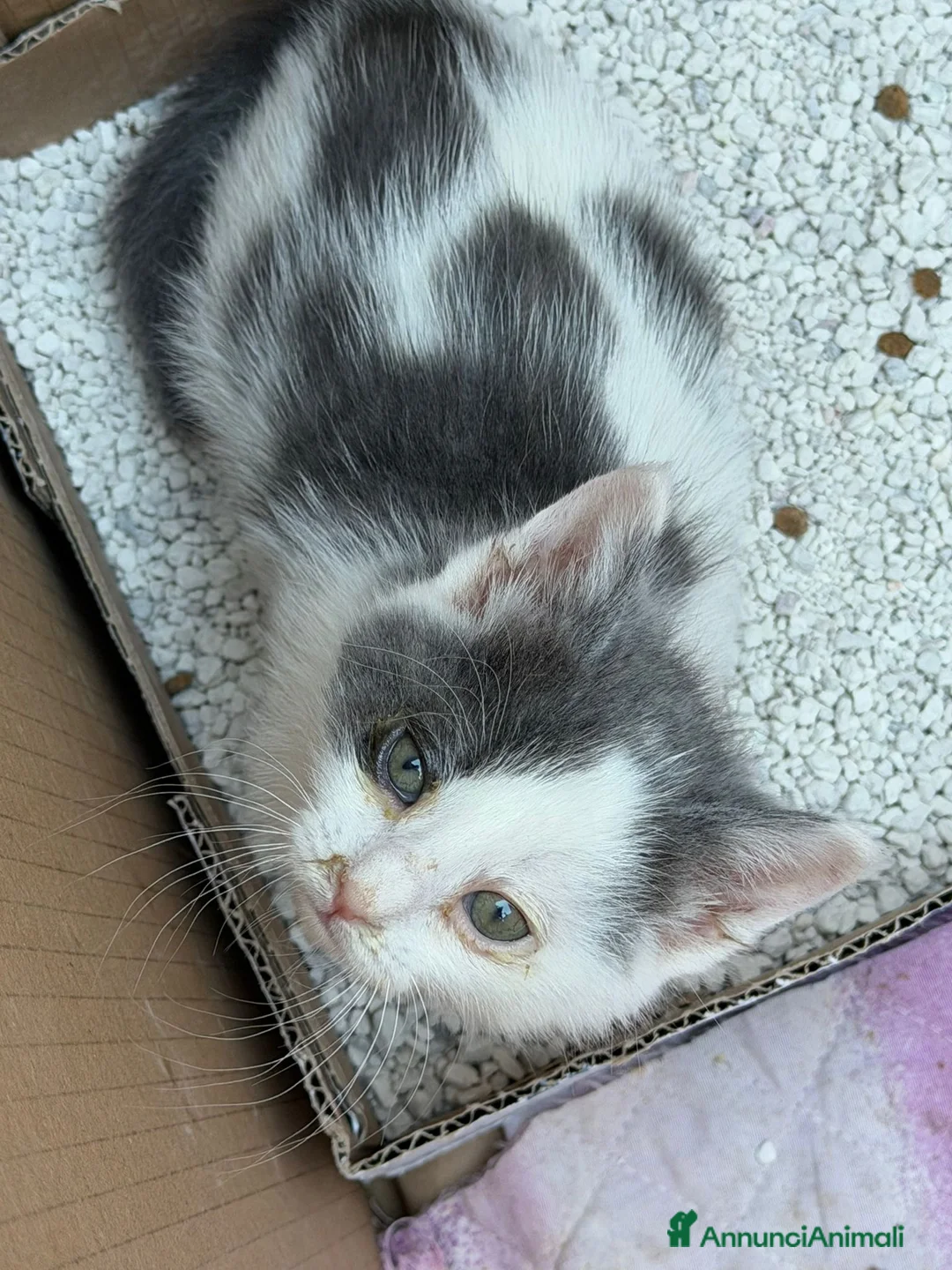 Europeo gatti in regalo: Meravigliosi micini fantasia ed a pelo lungo  a Città metropolitana di Milano - Annuncio 4