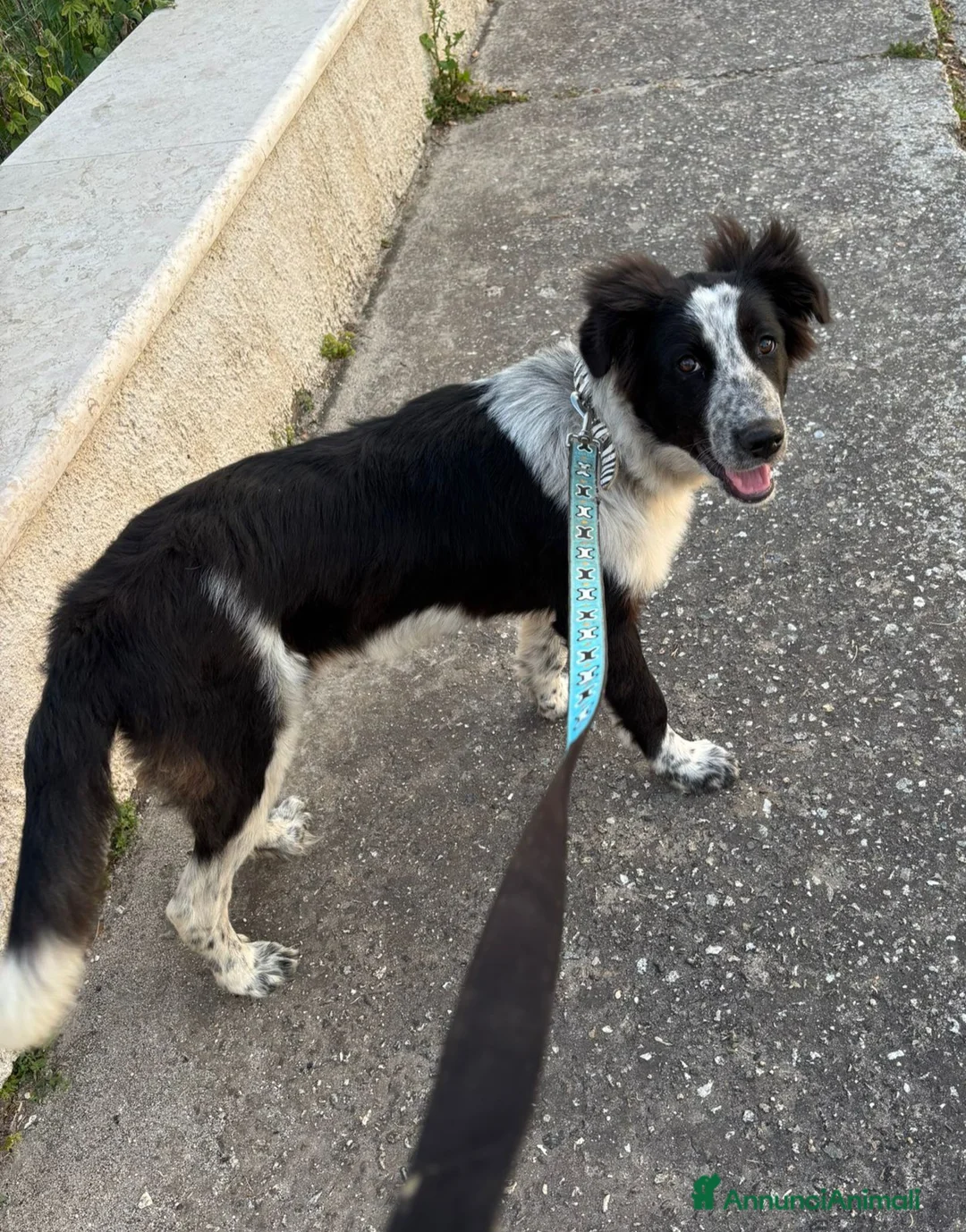 Meticcio cani in regalo: UNA MAMMA PER STELLINA  a Provincia di Varese - Annuncio 4
