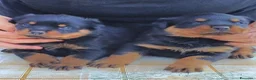 Rottweiler cani in vendita: Cuccioli rottweiler  - Annuncio 19