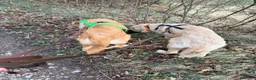 Meticcio cani in regalo: Albicocca: 7 mesi adozione del cuore  - Annuncio 21