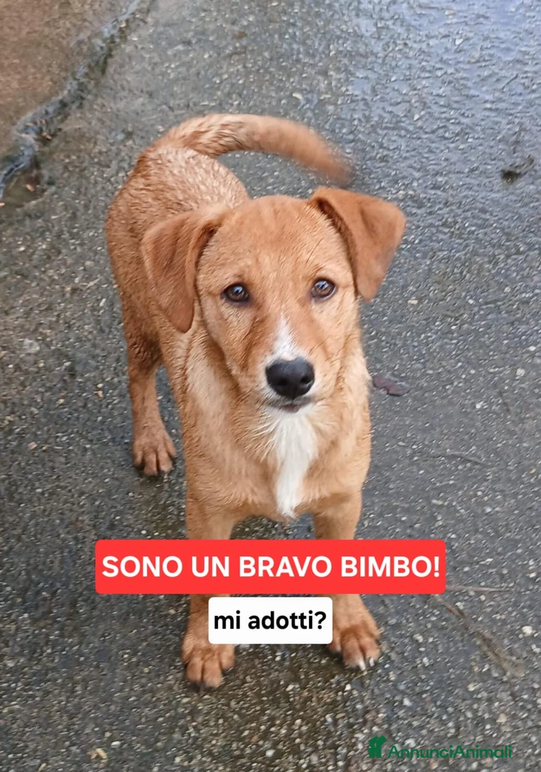 Meticcio cani in regalo: BACK 💙 - cucciolo dolce e buono, ancora in canile a Provincia di Lucca - Annuncio 2