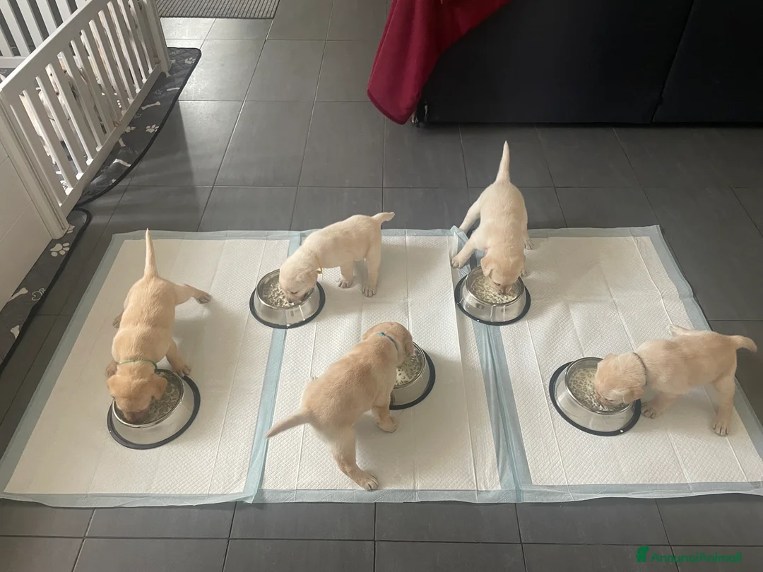 Labrador cani in vendita: Cuccioli di Labrador  - Annuncio 14