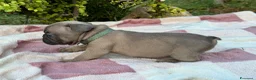 Bulldog Francese cani in vendita: Cuccioli bulldog francese  - Annuncio 18