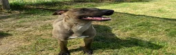 Pastore Belga cani in regalo: MALI', dolce pastore malinois - Annuncio 9