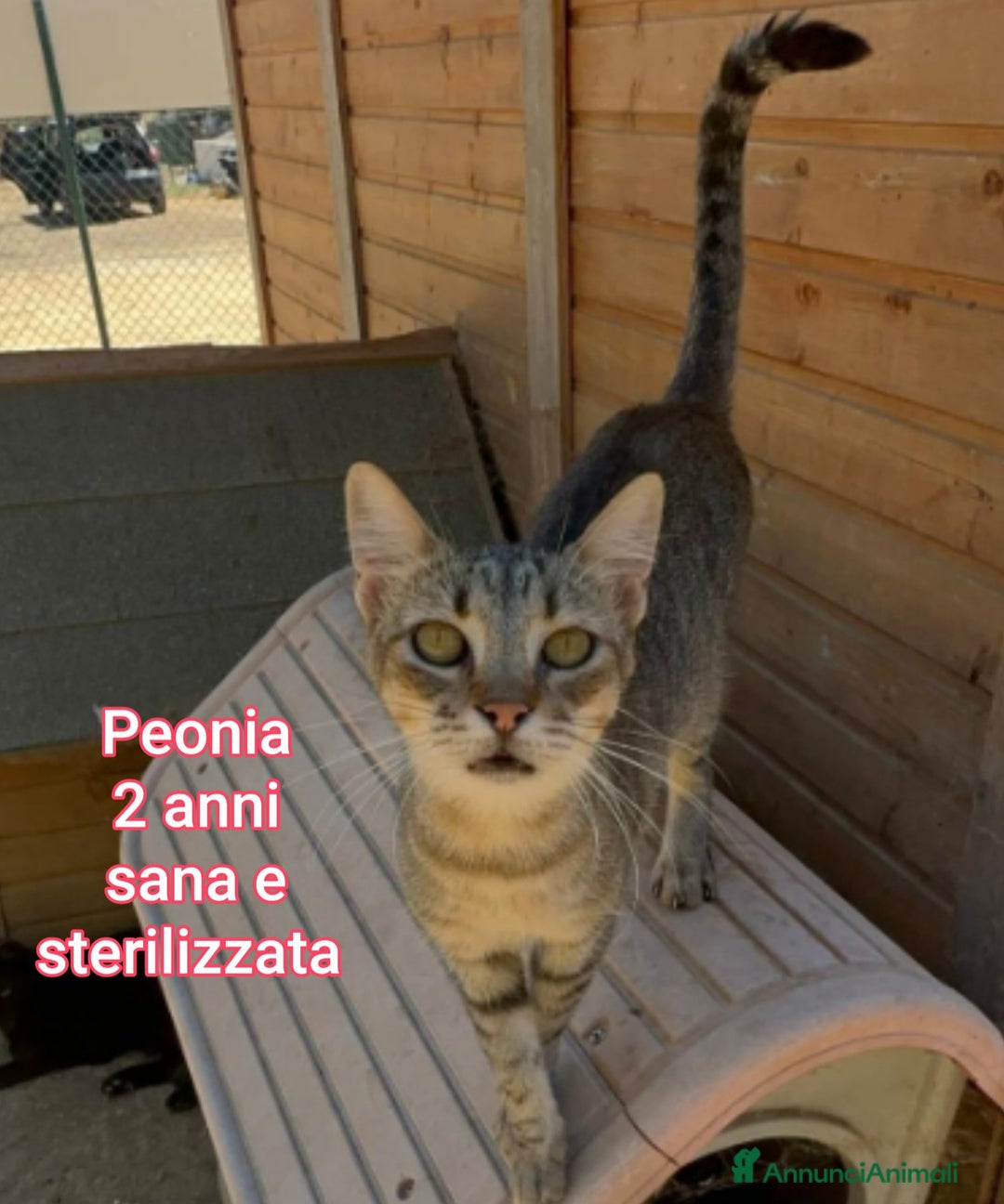 Europeo gatti in regalo: MICINI ABBANDONATI: URGENTE  - Annuncio 8