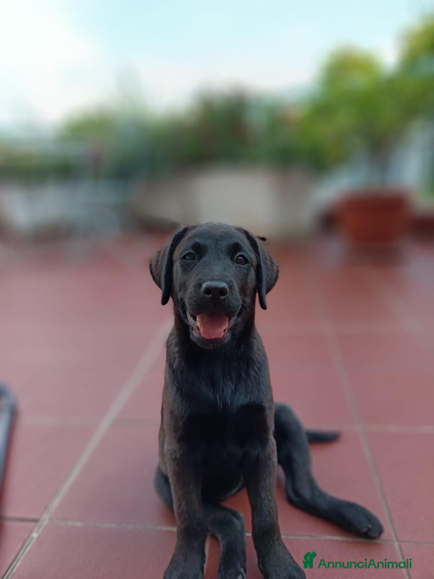 Labrador cani Cucciolo di Labrador Retriever  - Annuncio 4