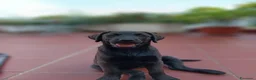 Labrador cani in vendita: Cucciolo di Labrador Retriever  - Annuncio 1